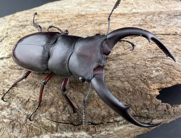 【WD】《メルキオリティスフタマタ 66mm ペア》