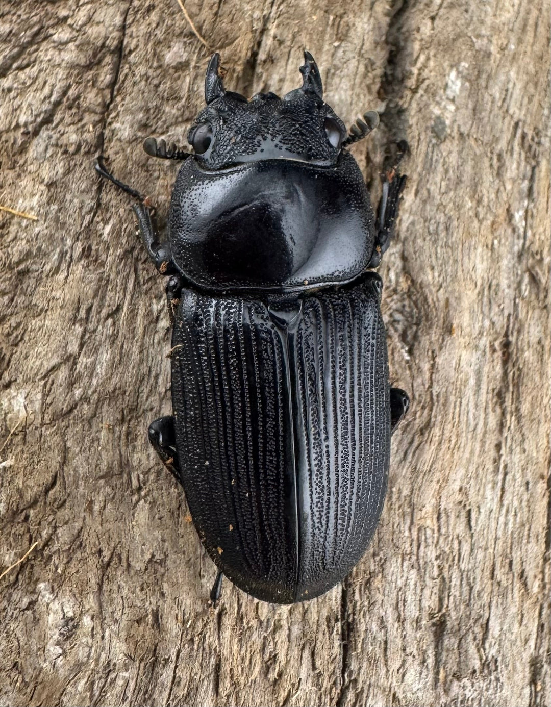 【WD】《ミンダナオパリーオオクワ キダパワン産 60mm ペア》