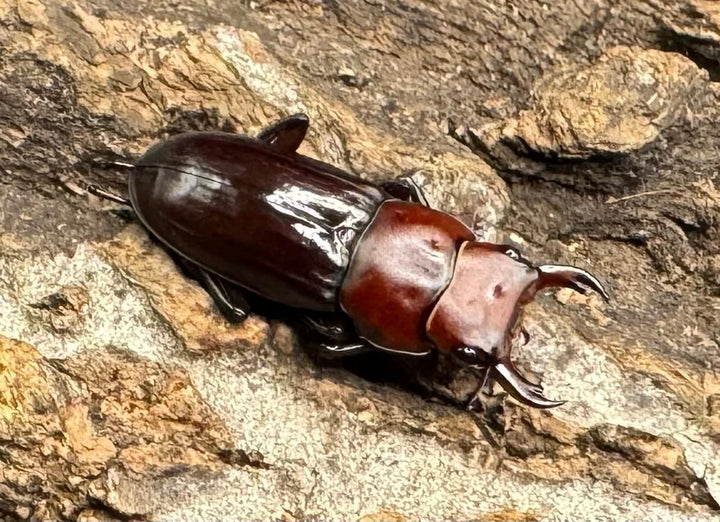 【WD】《モートゥオセスジ原名亜種 ペア》