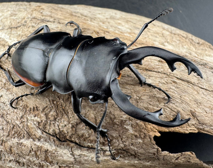 【WD】《クベラツヤクワガタ亜種sinensis 浙江省産 73mm ペア》