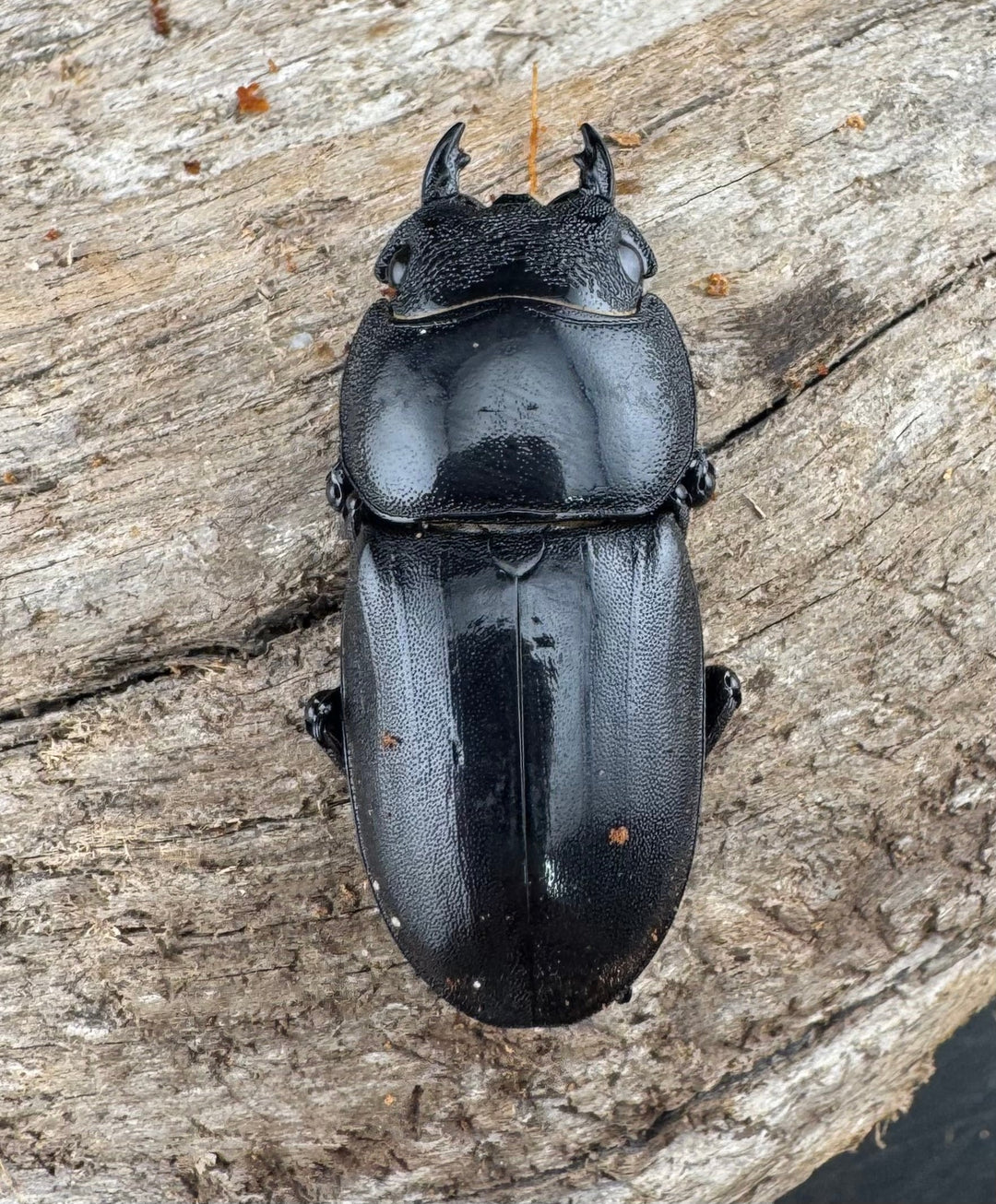 【WD】《スマトラオオヒラタ ベンクール産 86mm ペア》