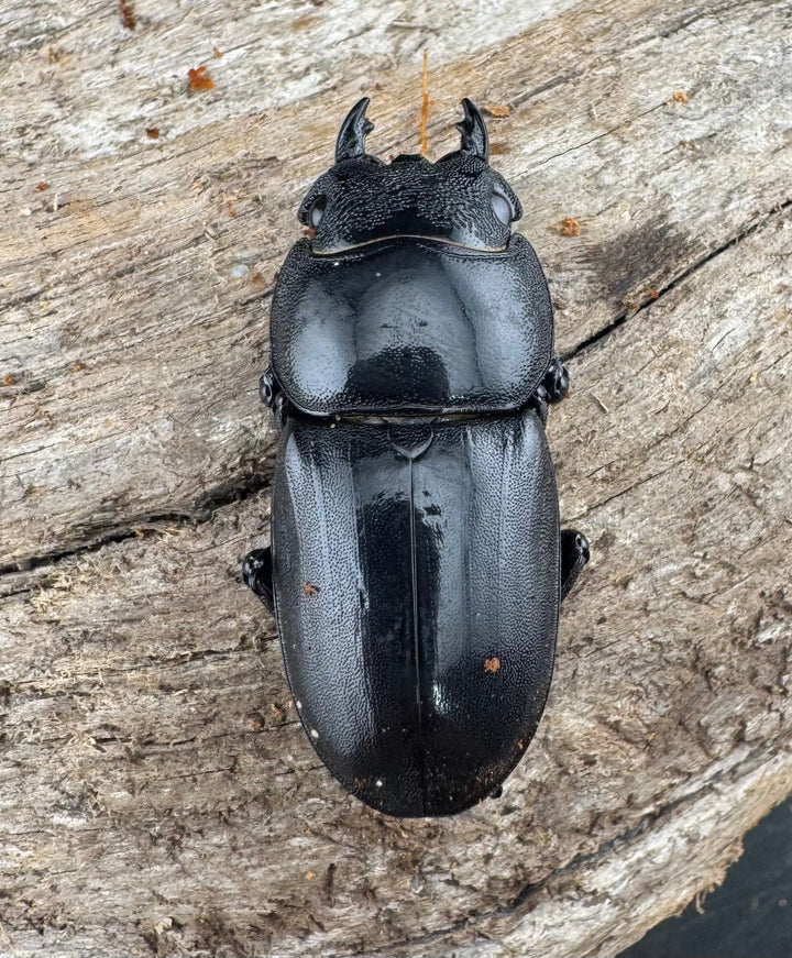 【WD】《スマトラオオヒラタ ベンクール産 86mm ペア》