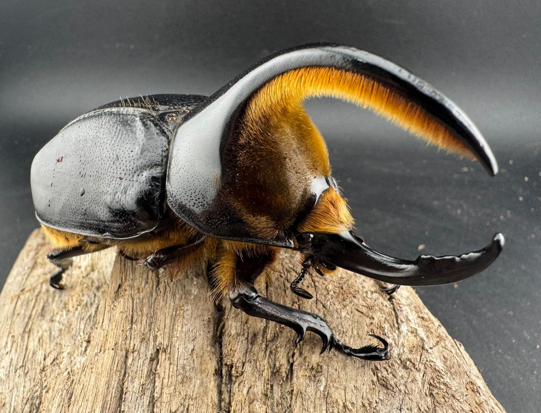 《サタンオオカブト 90mm ペア》inohiro109氏ブリード個体