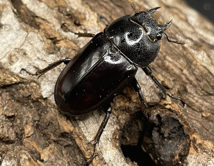 《レニノコギリ 紋あり 56mm ペア》①