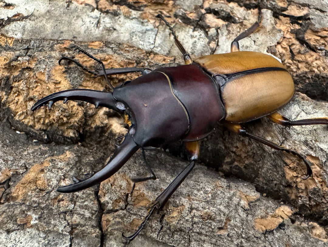 【WD】《ブルイジンノコギリクワガタ 40.5mm ペア》