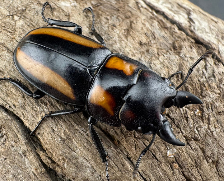 【WD】《ビプラギアトゥスノコギリ 海南省産 27.5mm ペア》