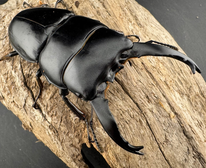 【WD】《アルキデスヒラタ ベンクール産 長歯 77mm ペア》