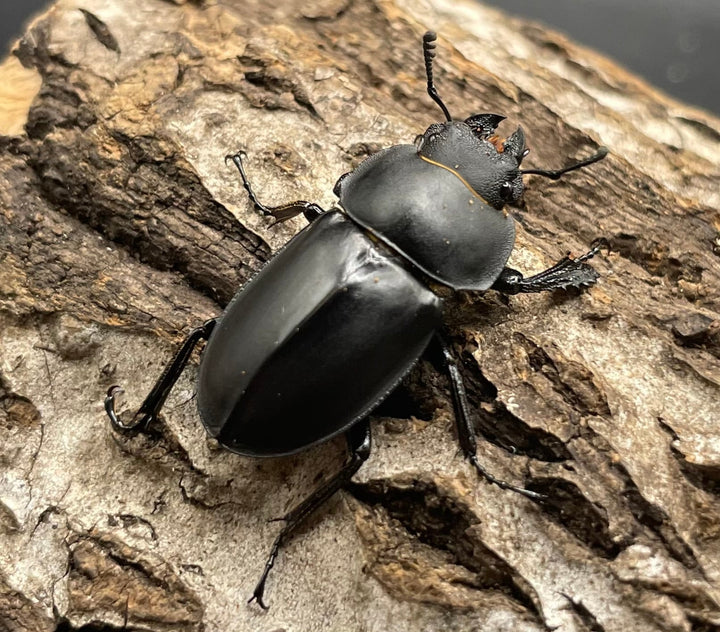 【WD】《チュウゴクマルバネクワガタ原名亜種 ♀単》