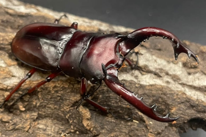 《フォルスターフタマタクワガタ亜種ニシ 幼虫3頭セット》