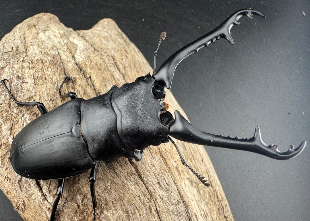 【WD】《 ギラファノコギリ亜種ケイスケ 96.5mm A’品ペア》