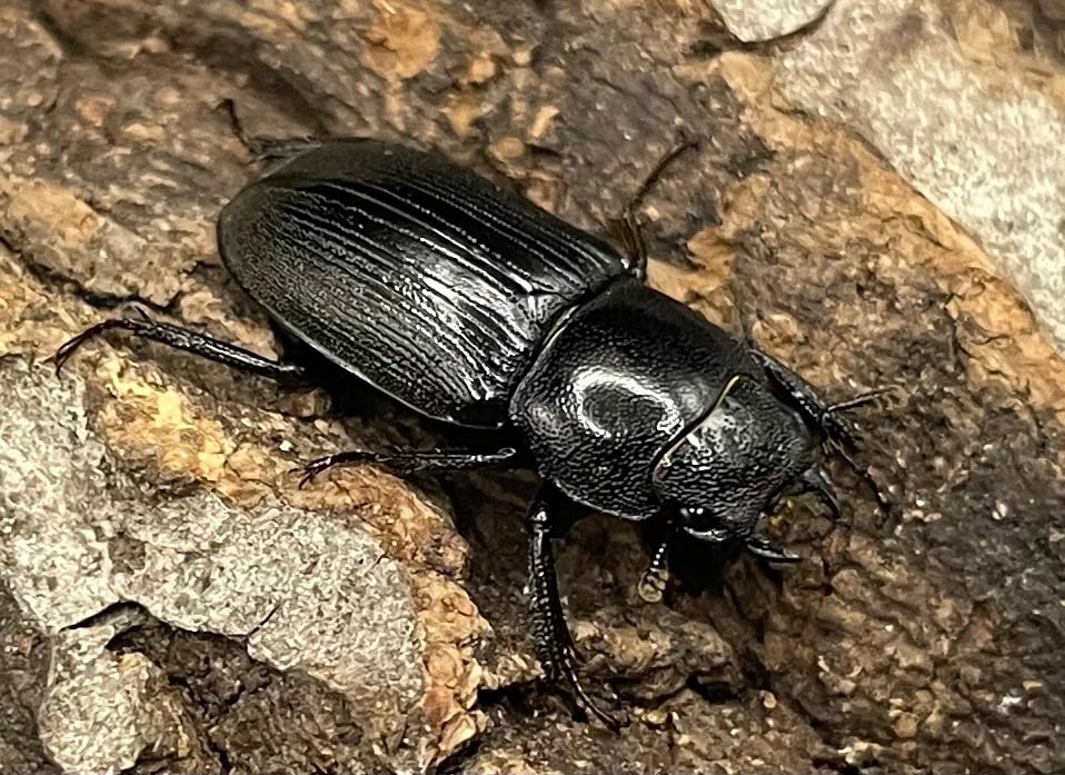 【WD】美麗種《ヨンレンセスジ ペア》