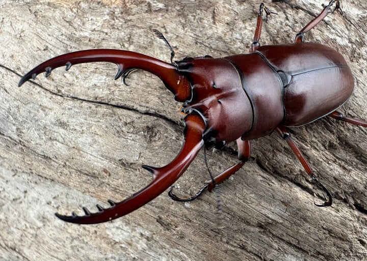 【WD】《アスタコイデス亜種fraternus 58mm ペア》