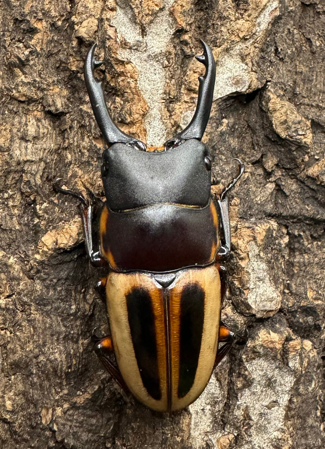 《ラテラリスノコギリ亜種マイリーン 50mm ♂単》