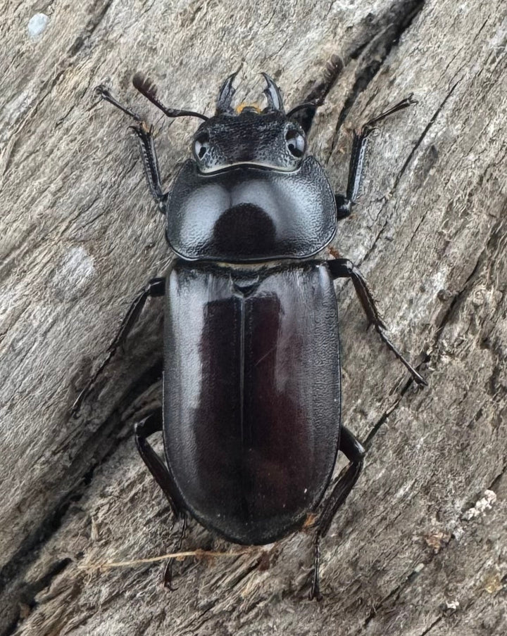 【WD】《モーレンカンプコクワ亜種bomansi 30.5mm ♂♀♀トリオ》