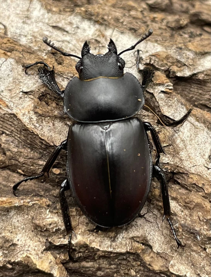 【WD】《チュウゴクマルバネクワガタ原名亜種 35mm ペア》