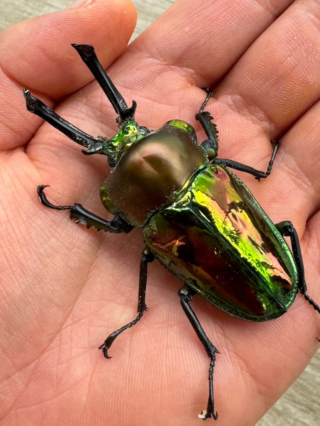 《ニジイロクワガタ レコード同腹ライン（アウト） 幼虫3頭セット》