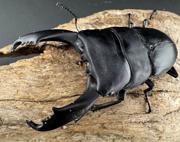 【WD】《ブルーダンヒラタクワガタ 88mm A'品ペア》