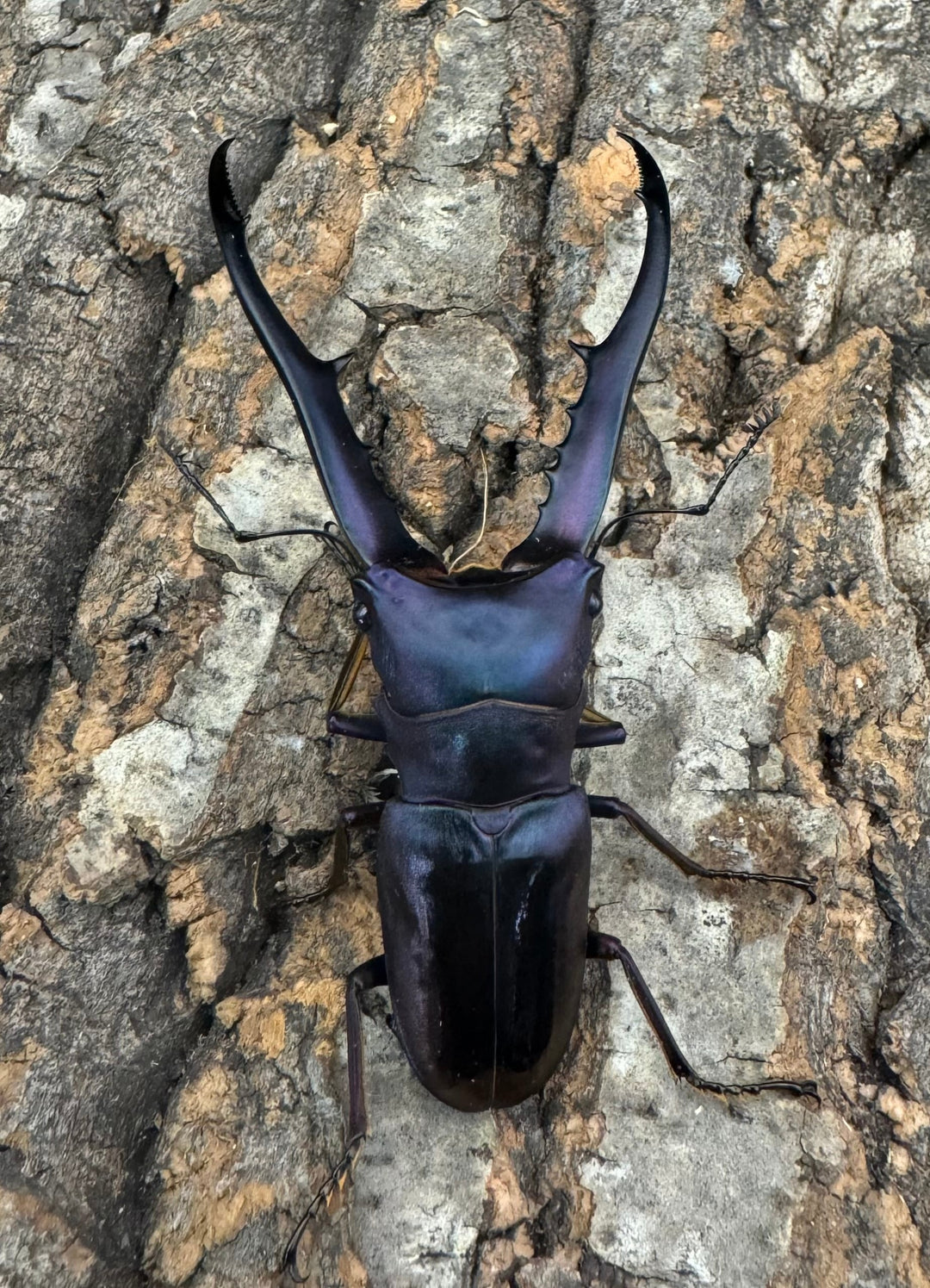 【美麗】《メタリフェルホソアカ 76mm ペア》わたくわ氏ブリード個体