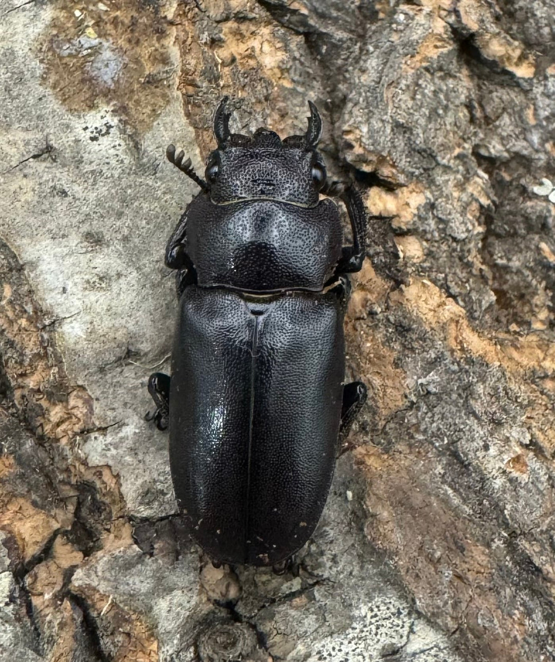 【美麗】《メタリフェルホソアカ 78mm ペア》わたくわ氏ブリード個体