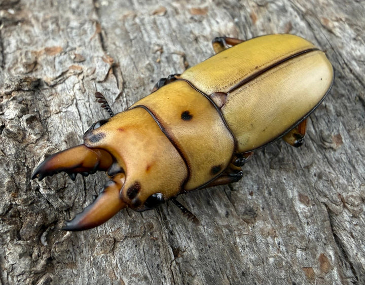 【WD】《オキピタリスノコギリ亜種astericus 26.5mm ペア》