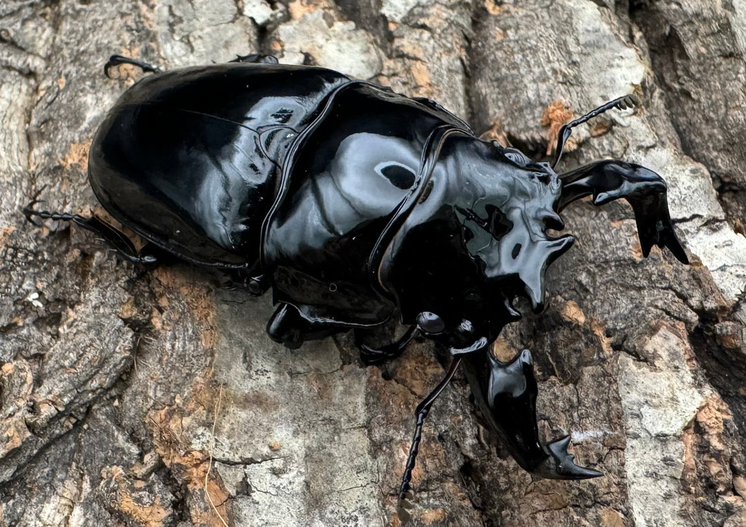 《タランドゥスオオツヤクワガタ 76.5mm ペア》