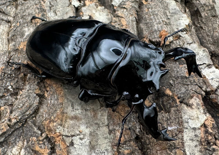 《タランドゥスオオツヤクワガタ 76.5mm ペア》