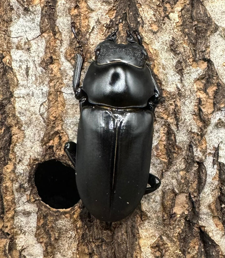 【WD】《ブラナウンコクワ 貢山産 59mm ♂♀♀トリオ》