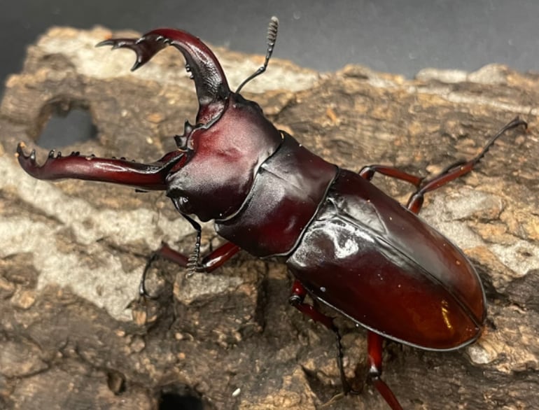 《フォルスターフタマタクワガタ亜種ニシ 幼虫3頭セット》