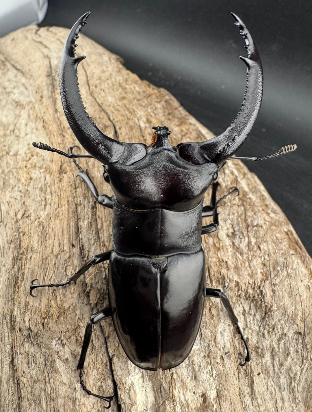 【WD】《リノケロスフタマタ 85mm ペア》