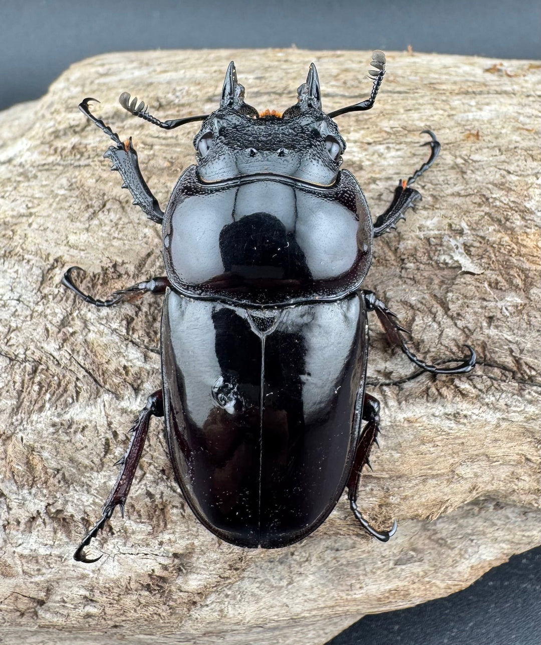 【赤目】《赤レギウスオオツヤクワガタ 魔閃紅血統 46mm ♀単》inohiro109氏ブリード個体