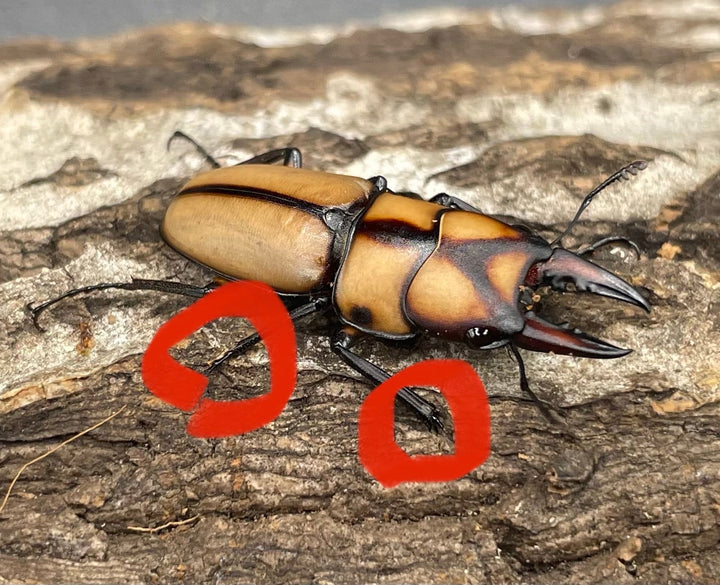 【WD】《スツラリスノコギリクワガタ 28.5mm B品ペア》