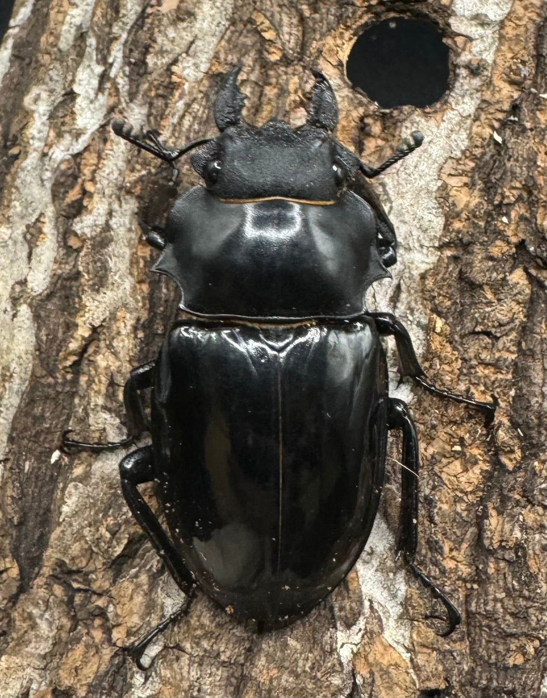 【WD】《インターメディアツヤクワガタ 91mm ペア》