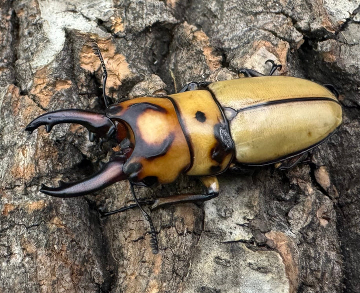 【WD】《オキピタリスノコギリ原名亜種 オーロラ産 42mm ペア》