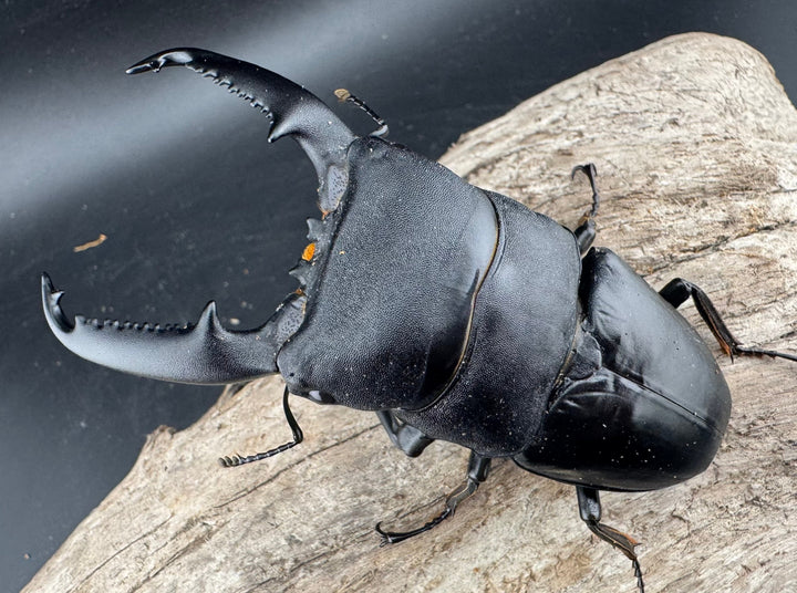 【WF1】《パラワンオオヒラタクワガタ 98mm ペア》