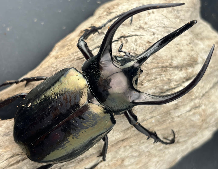 【WD】《ミンダナオアトラスオオカブト マラグサン産 95mm ペア》