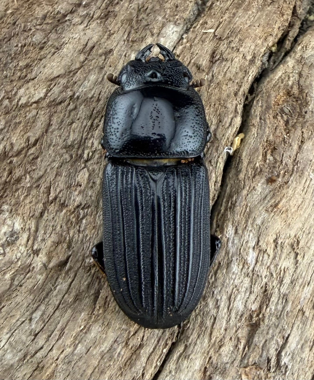 【WF2】《ドルクスミント 23.5mm ペア》