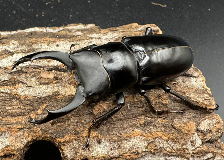 【WD】《ブラナウンコクワ 貢山産 59mm ♂♀♀トリオ》