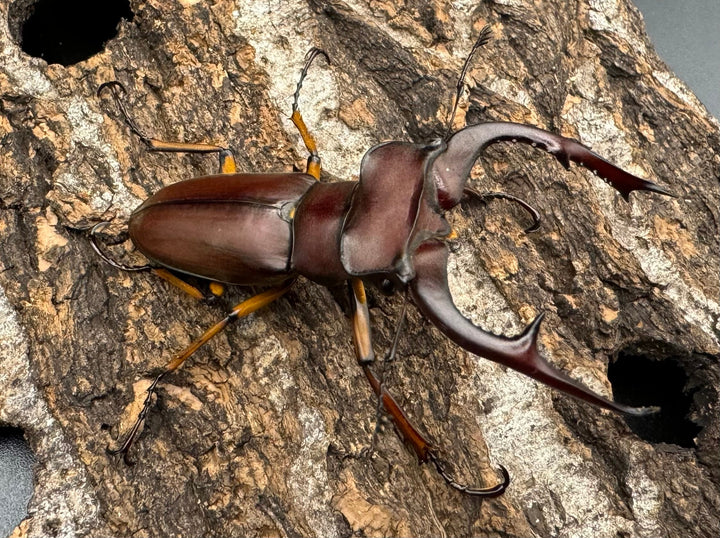 【WD】《マラッシミヤマ（マラッツィミヤマ） 56mm ペア》