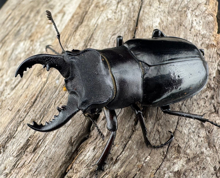 【WF1】《クリイロミヤマ 秀林郷産 44mm ペア》