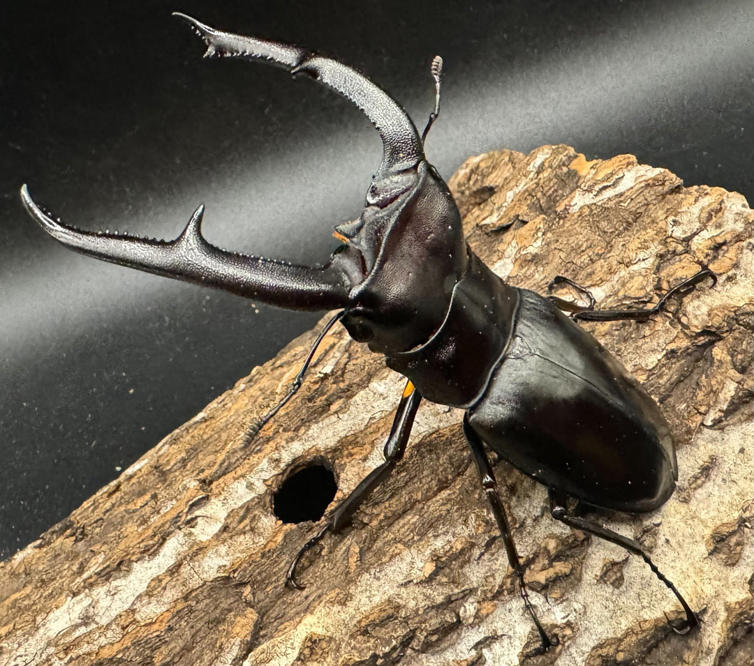 【WD】《マンディブラリスフタマタ 98mm ペア》