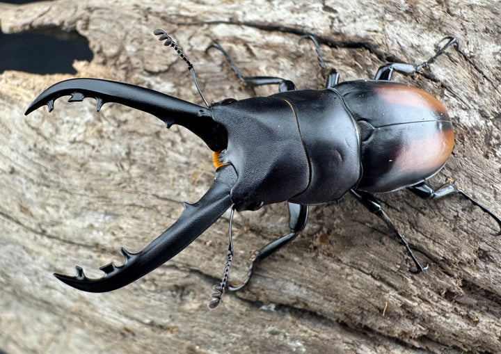 【WD】《スピネウスノコギリクワガタ 中国産 47.5mm ペア》