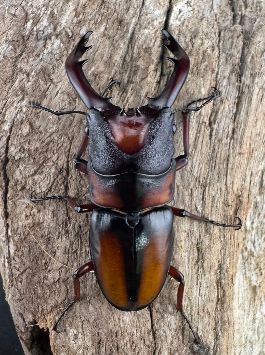 《ミラビリスノコギリクワガタ 60mm ペア》