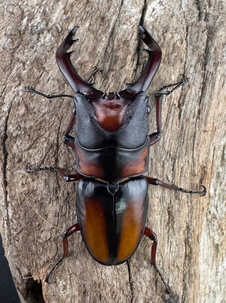 《ミラビリスノコギリクワガタ 60mm ペア》