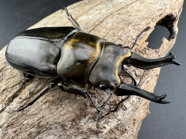 【F0】《ローゼンベルグオウゴンオニクワガタ 71mm ペア》