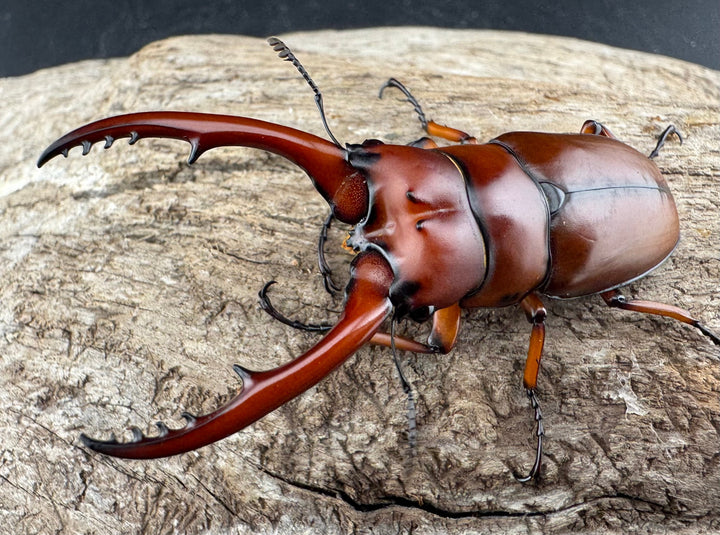 【WD】《アスタコイデス亜種fraternus ベトナム産 60mm ペア》