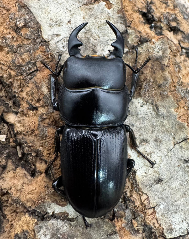 【WD】《ヒルティコルニス ssp. 32mm ペア》