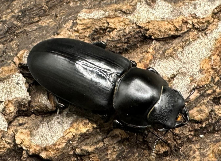 【F0】《ブラナウンコクワ 46mm ペア》