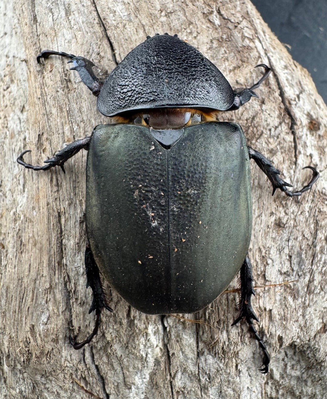 【WD】《ミンダナオアトラスオオカブト マラグサン産 99mm ペア》