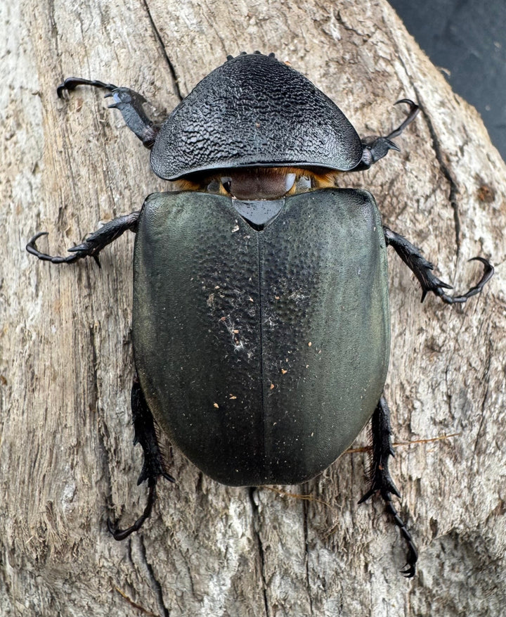 【WD】《ミンダナオアトラスオオカブト マラグサン産 99mm ペア》