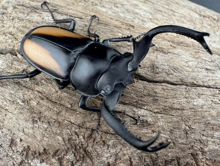 【WD】《ボイレアウシカ 50mm ペア》